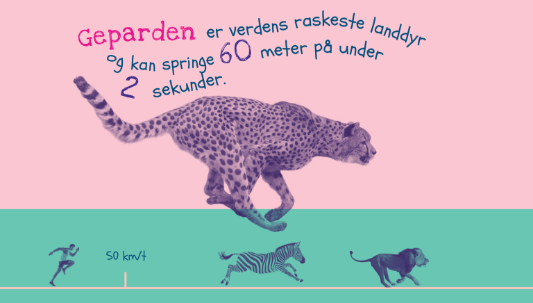 Geparden er verdens raskeste landdyr.png